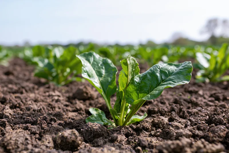 Young sugar beet seedling growing in dark tilled soil in a field