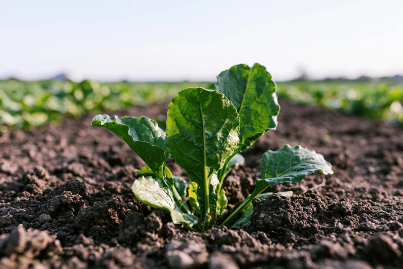 Young sugar beet seedling growing in dark tilled soil in a field