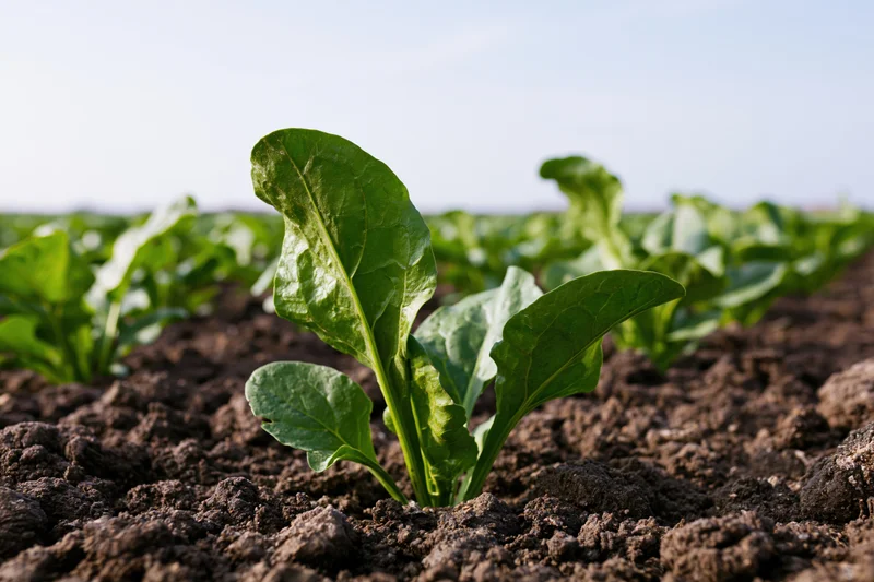 Young sugar beet seedling growing in dark tilled soil in a field