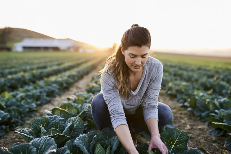 Young woman harvesting cabbage in a vegetable field at sunset
