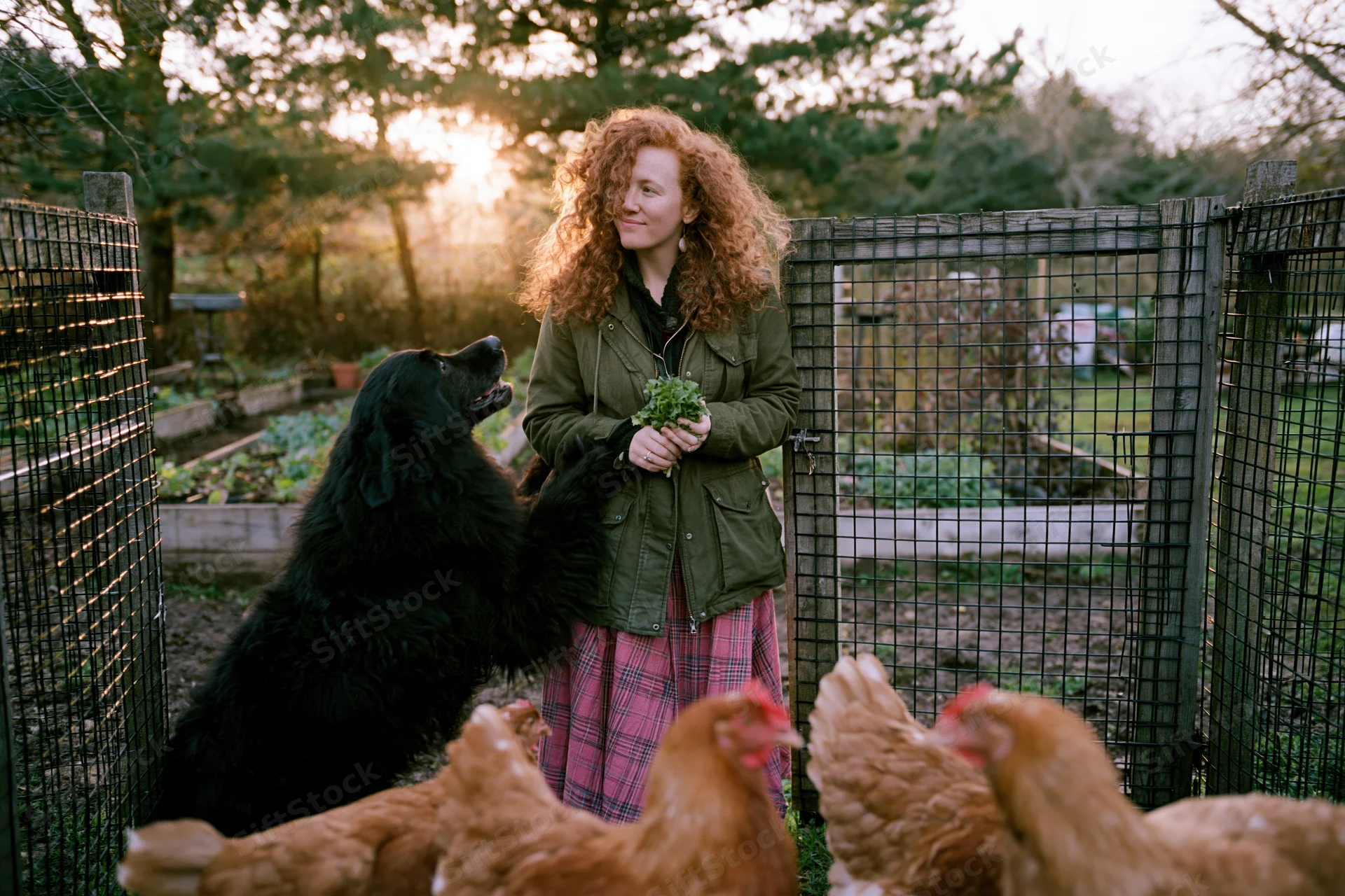 Woman with curly red hair holding greens standing in garden with dog and chickens near fence at sunset