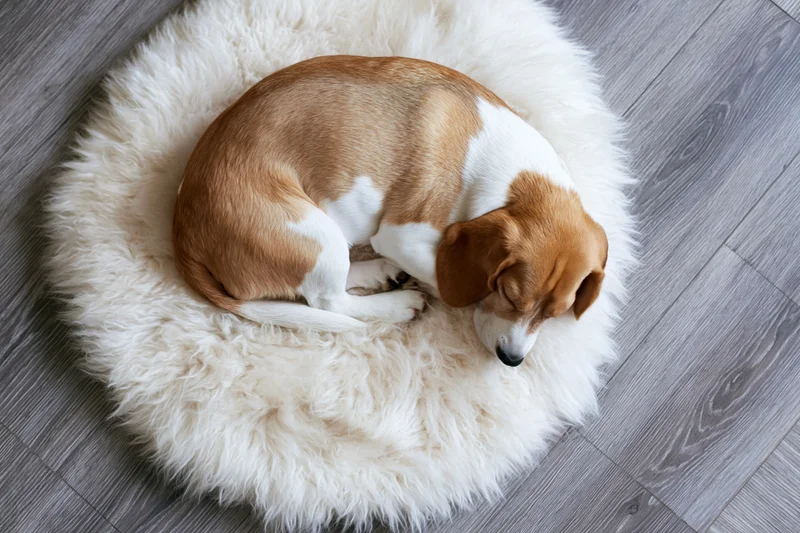 Beagle dog sleeping curled up on fluffy white sheepskin rug on gray wood floor