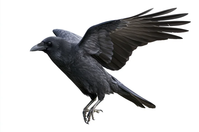 Black crow in mid-flight with wings fully spread and talons extended against white background