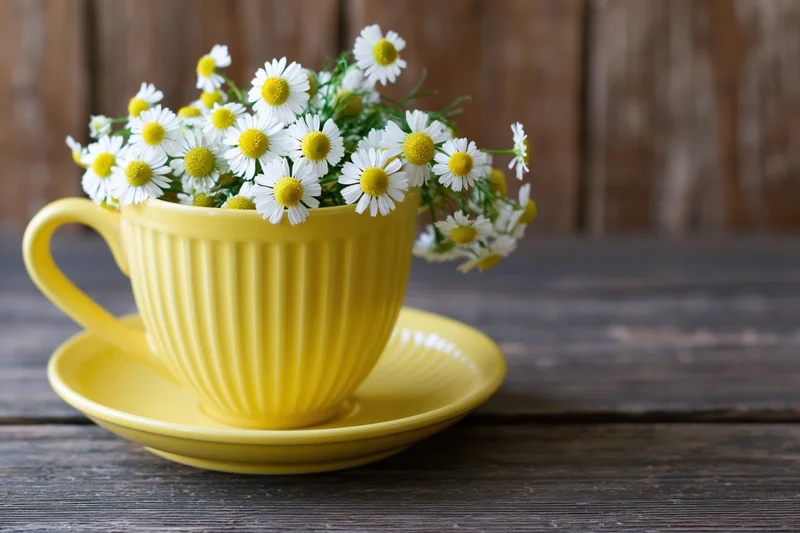 Yellow ceramic cup and saucer filled with chamomile flowers on a dark wooden table