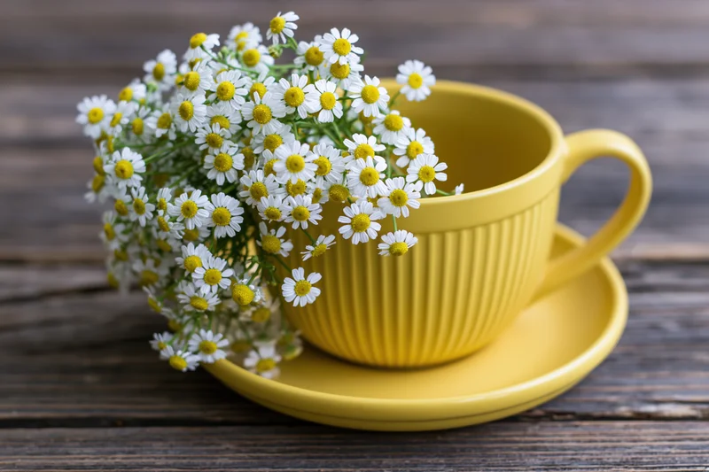 Yellow ceramic cup and saucer filled with chamomile flowers on wooden table