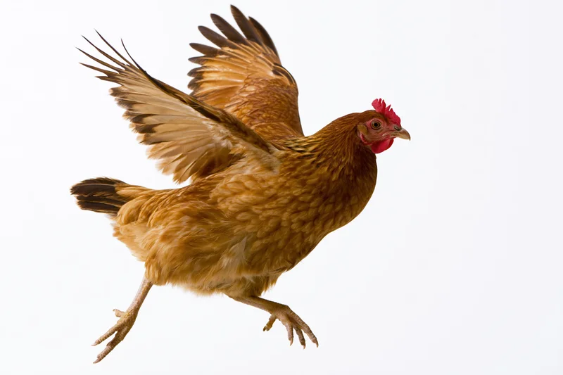 Brown and golden hen in mid-flight with wings fully spread against white background