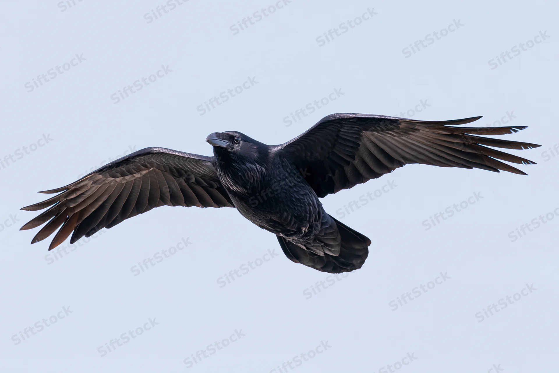 Common raven soaring in flight with wings fully spread against pale sky