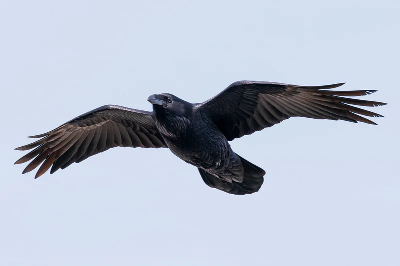 Common raven soaring in flight with wings fully spread against pale sky
