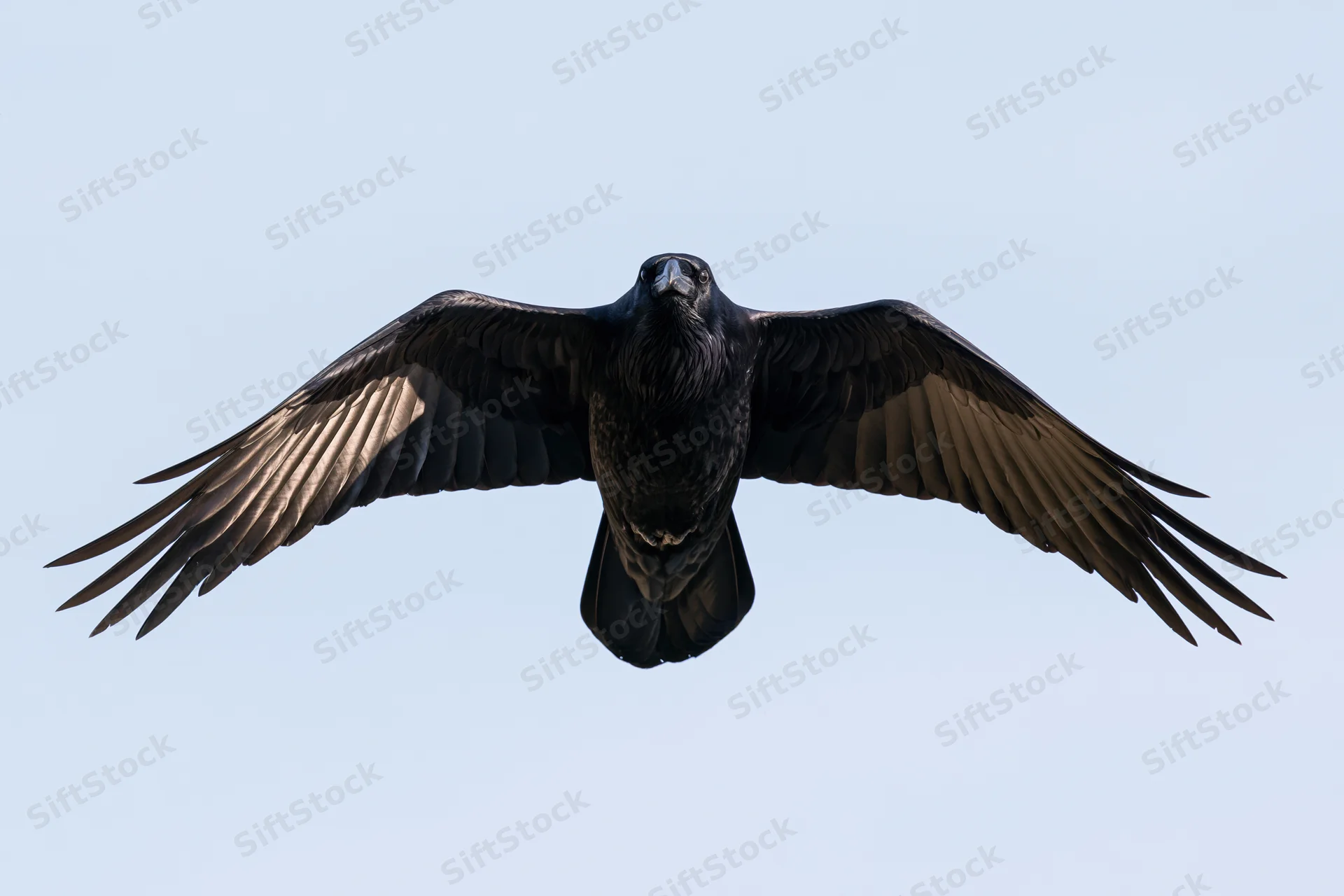 Common raven soaring with wings fully spread against clear sky
