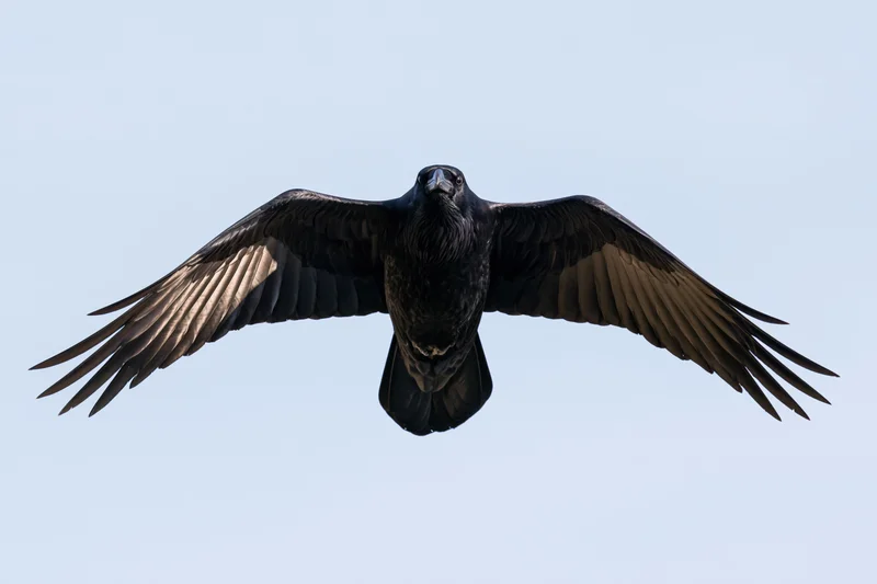 Common raven soaring with wings fully spread against clear sky