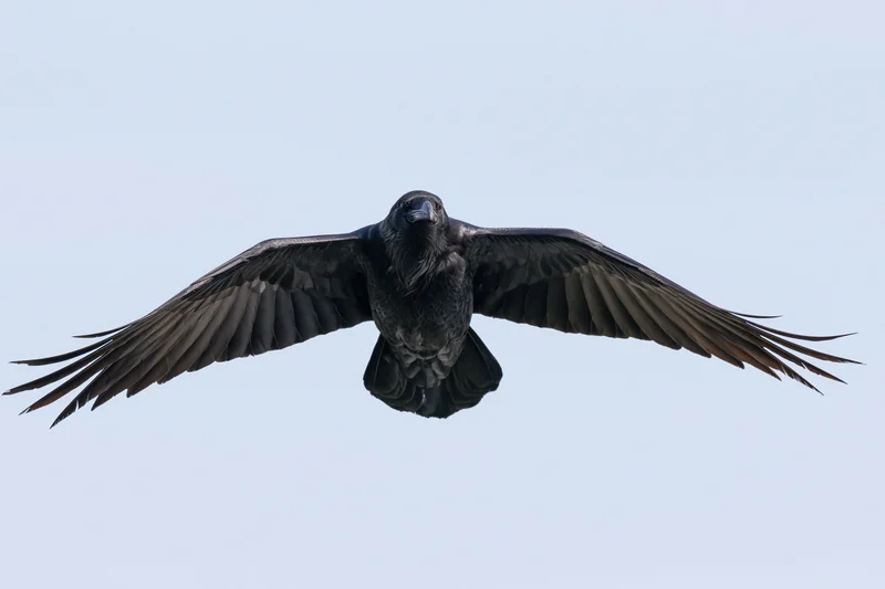 Common raven soaring in flight with wings fully spread against pale sky