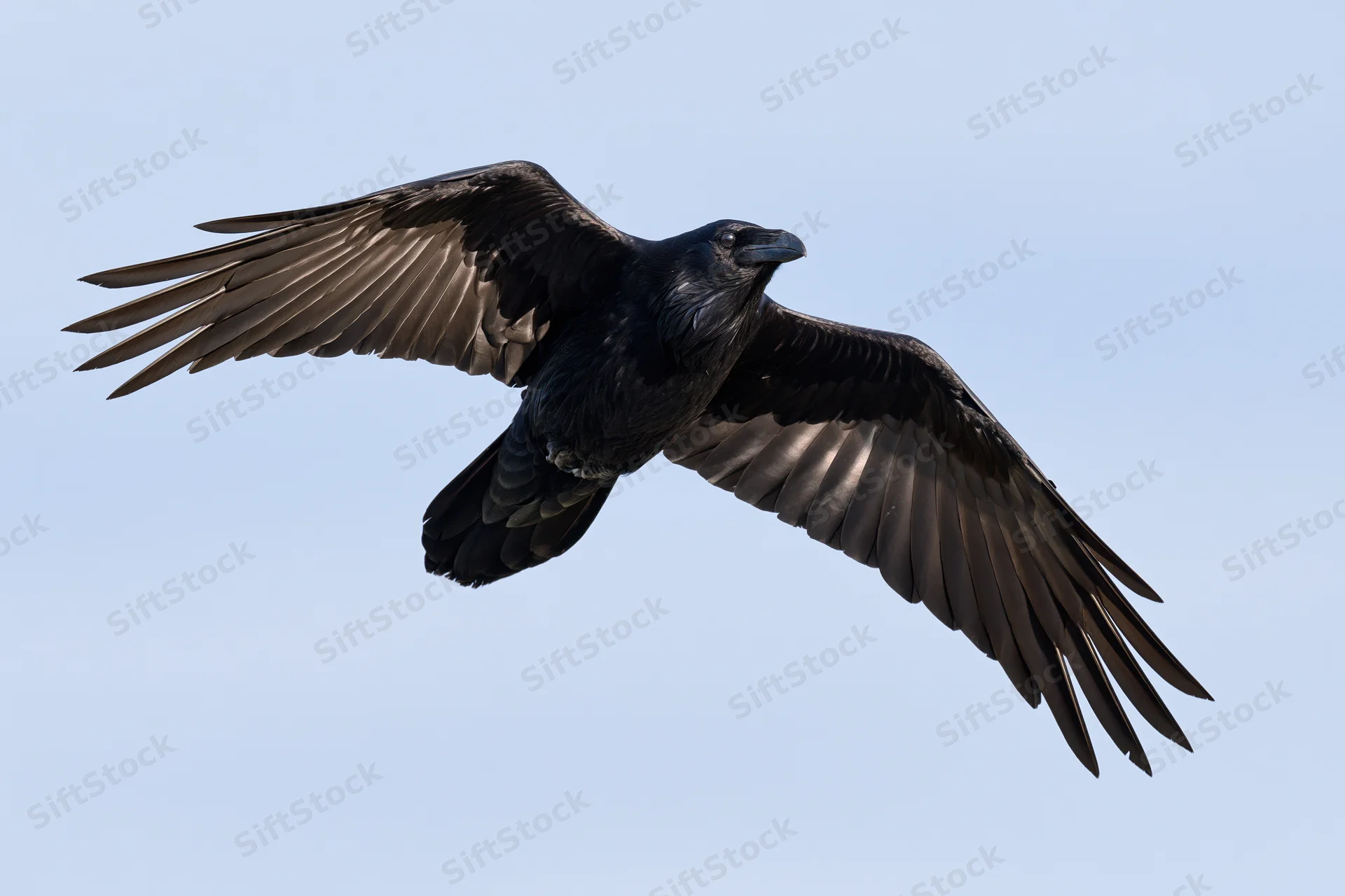 Common raven soaring in flight with wings fully spread against clear sky