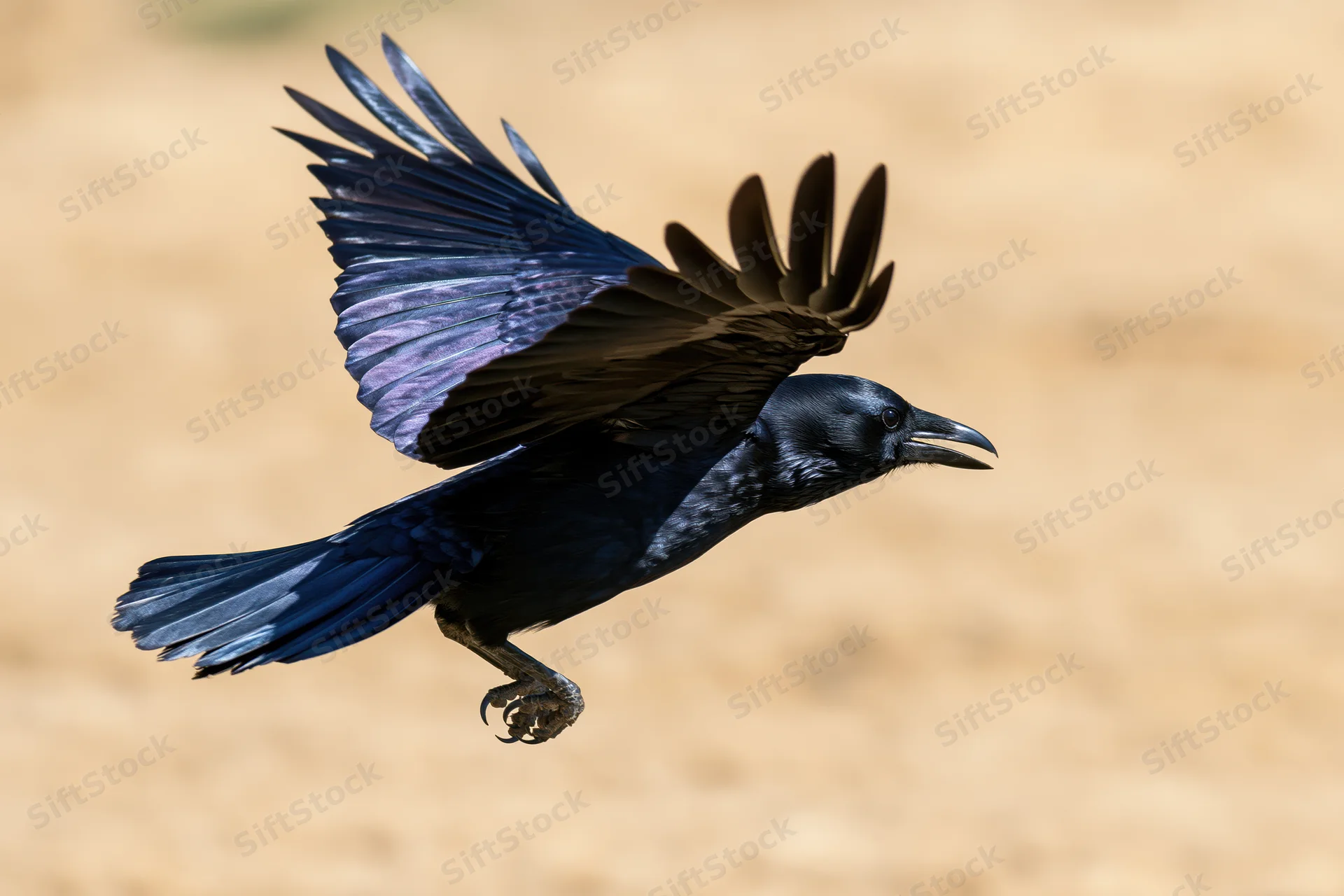 Crow in mid-flight with wings spread low above ground