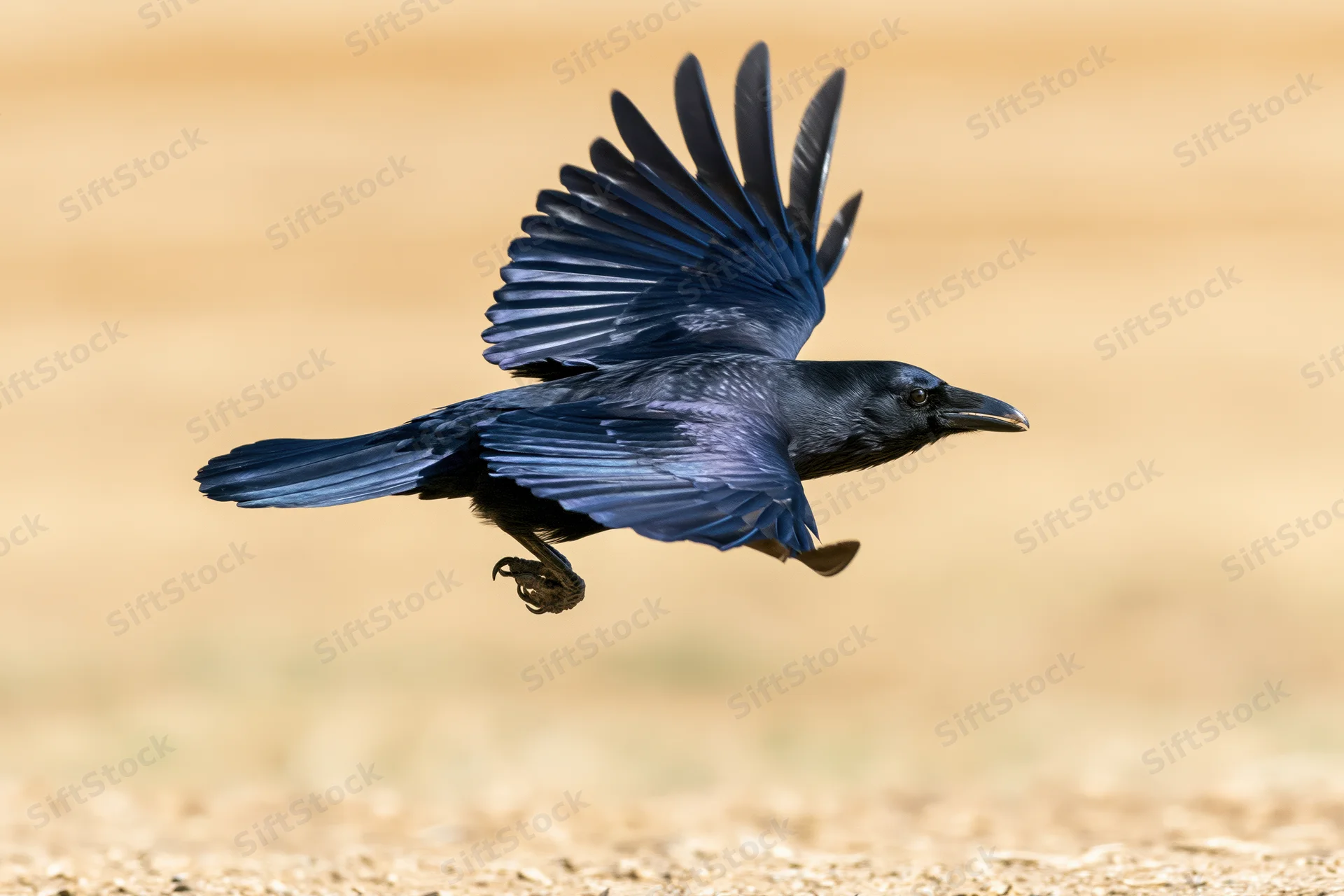 Crow in mid-flight with wings spread above ground