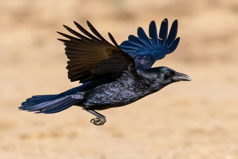Crow in mid-flight with wings spread low above ground