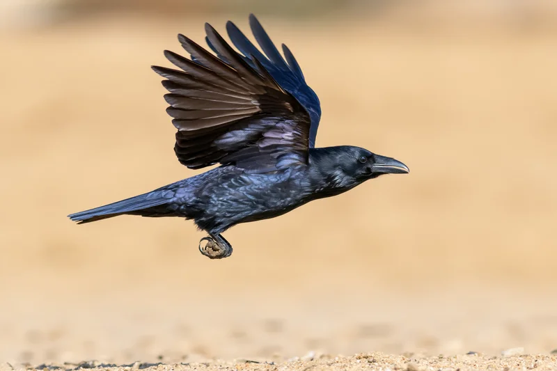 Crow in mid-flight with wings spread just above sandy ground