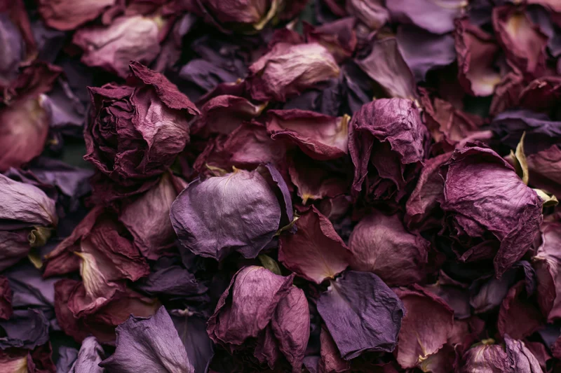 Dried rose petals densely clustered filling the frame