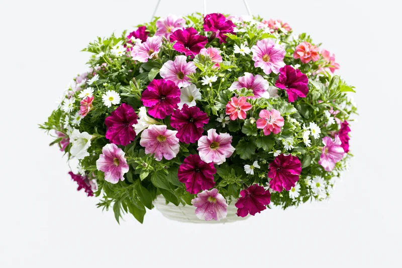 Dense hanging flower basket overflowing with mixed petunias in bloom