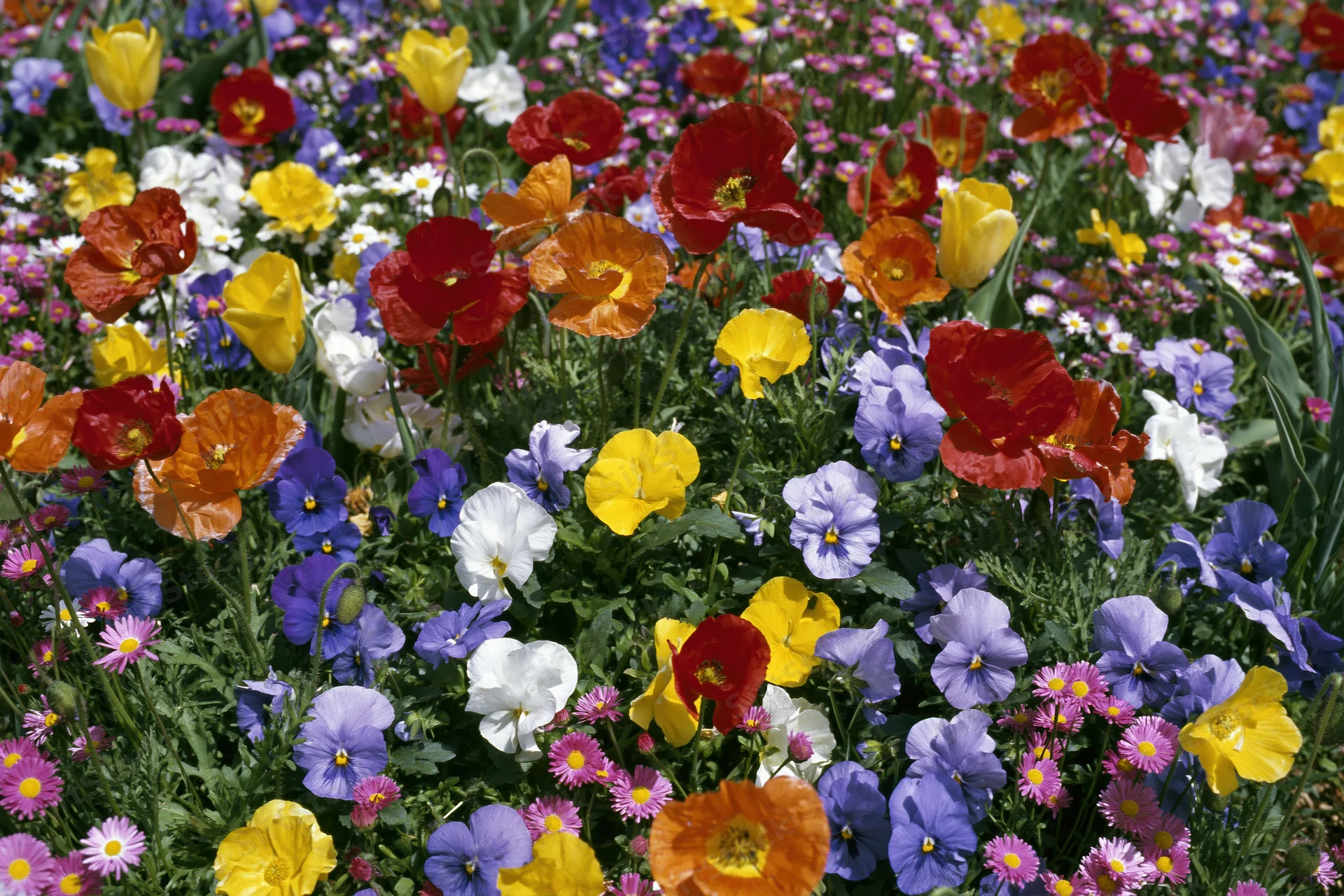Dense mixed wildflower garden bed in full bloom with red, yellow, orange, purple, and white flowers growing together in a natural outdoor setting