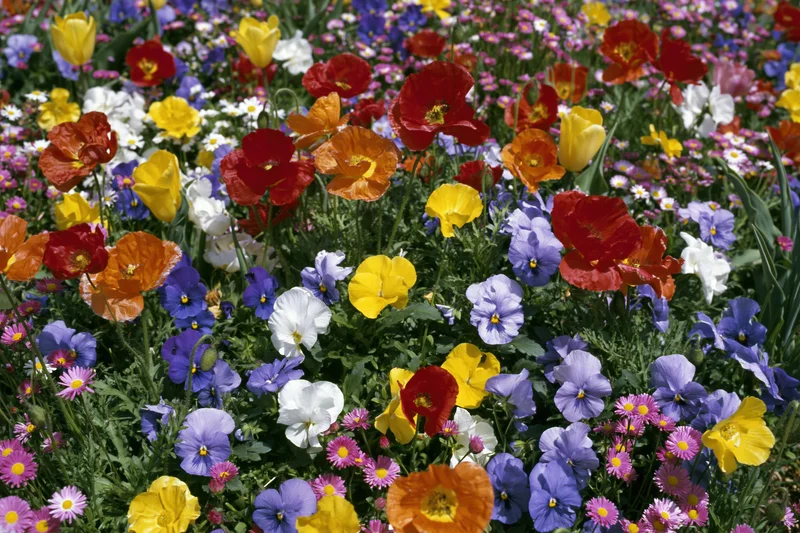 Dense mixed wildflower garden bed in full bloom with red, yellow, orange, purple, and white flowers growing together in a natural outdoor setting