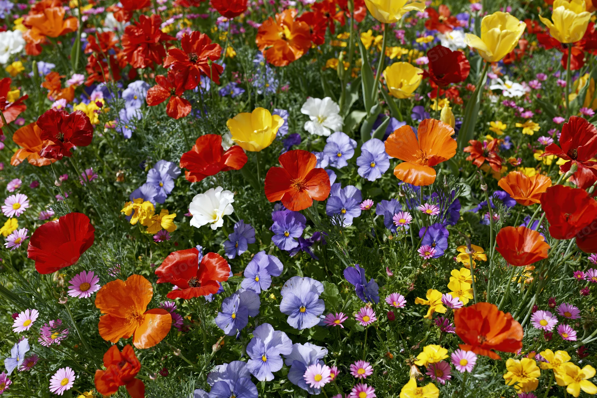 Dense mixed wildflower garden bed in full bloom with red, orange, yellow, white, and purple flowers growing together in a natural outdoor setting