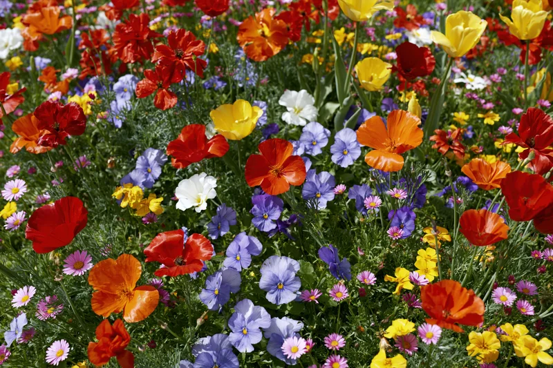Dense mixed wildflower garden bed in full bloom with red, orange, yellow, white, and purple flowers growing together in a natural outdoor setting