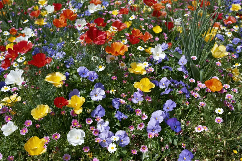 Dense mixed wildflower garden bed in full bloom with red, yellow, blue, purple, and white flowers among green foliage