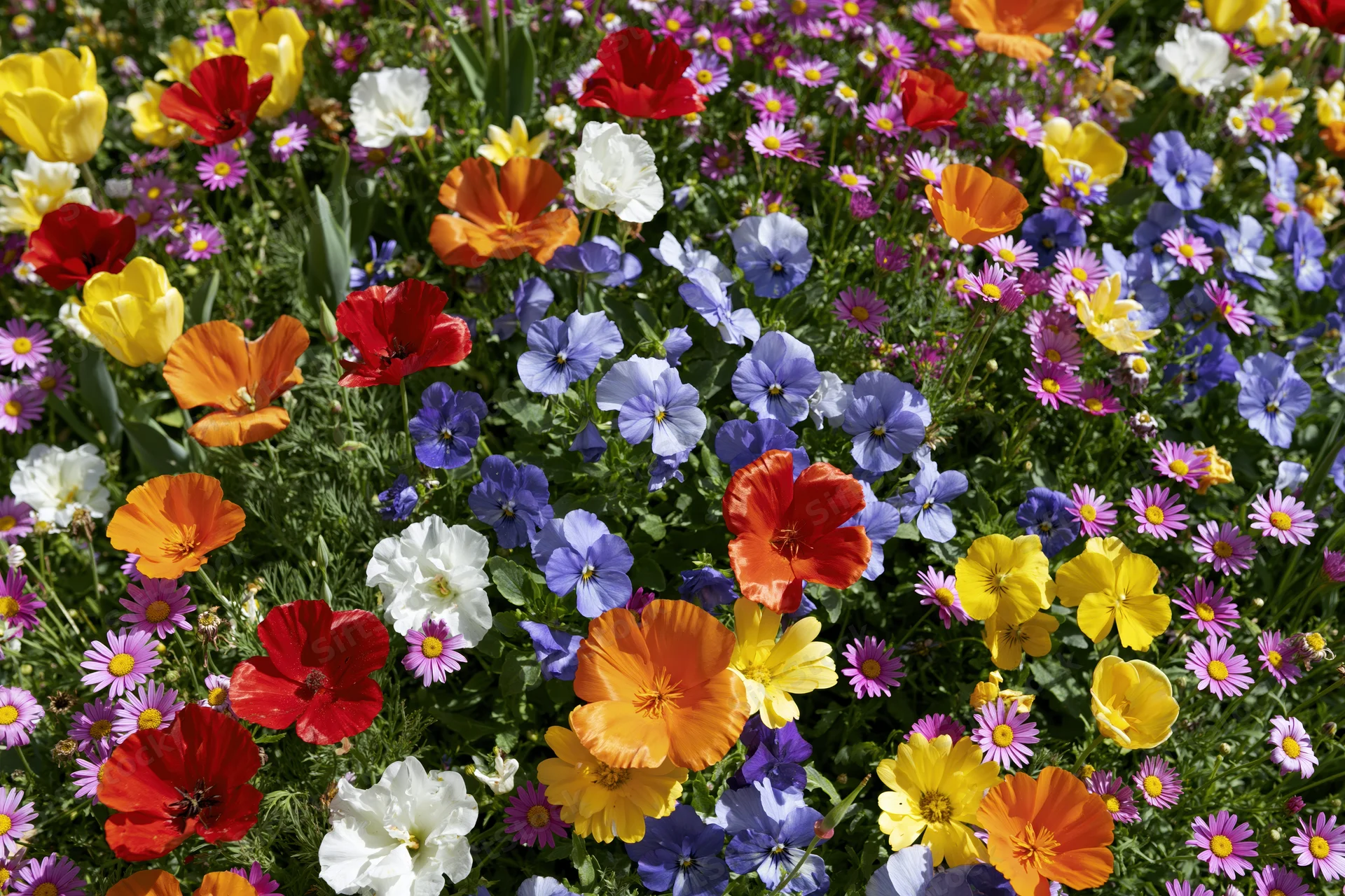 Dense mixed wildflower garden bed in full bloom with red, yellow, orange, white, blue, and purple flowers among green foliage