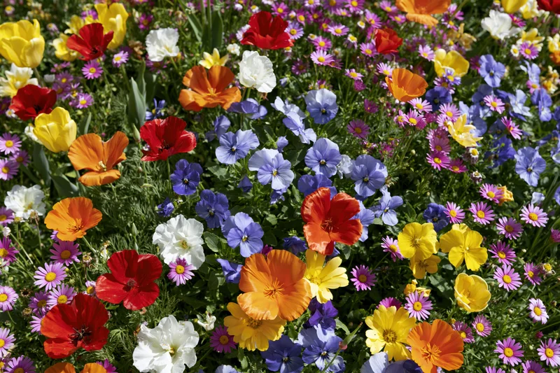 Dense mixed wildflower garden bed in full bloom with red, yellow, orange, white, blue, and purple flowers among green foliage