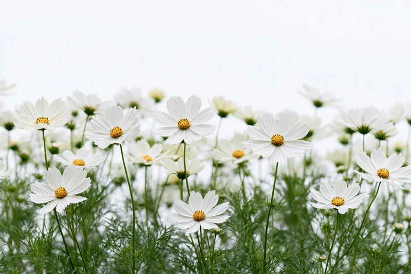 White cosmos flowers blooming in a dense row with green stems and foliage against a bright sky