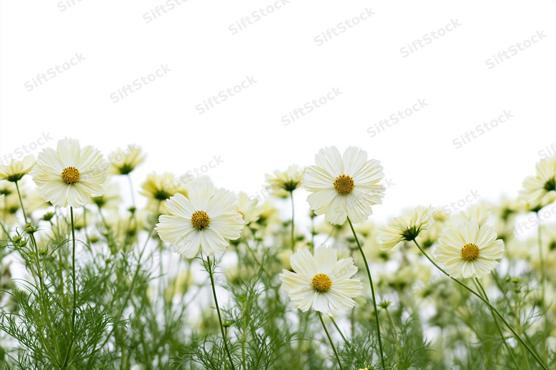 White cosmos flowers blooming in a dense row with green stems and foliage against a bright sky