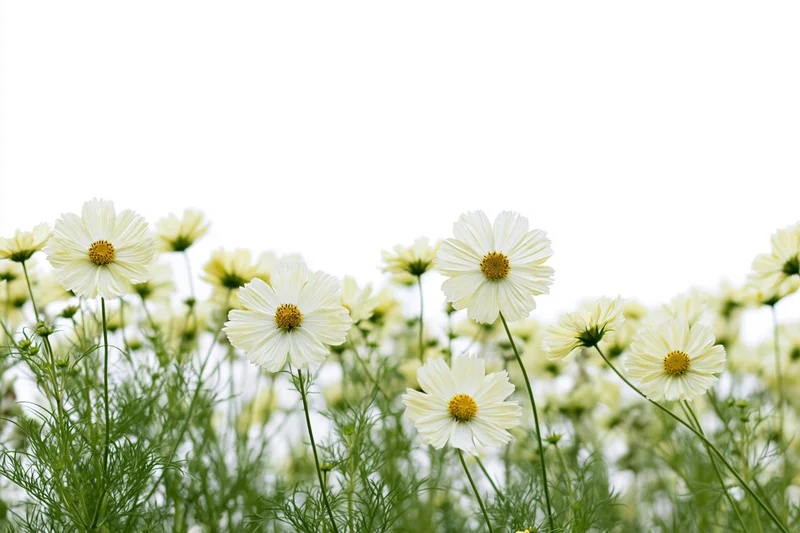 White cosmos flowers blooming in a dense row with green stems and foliage against a bright sky