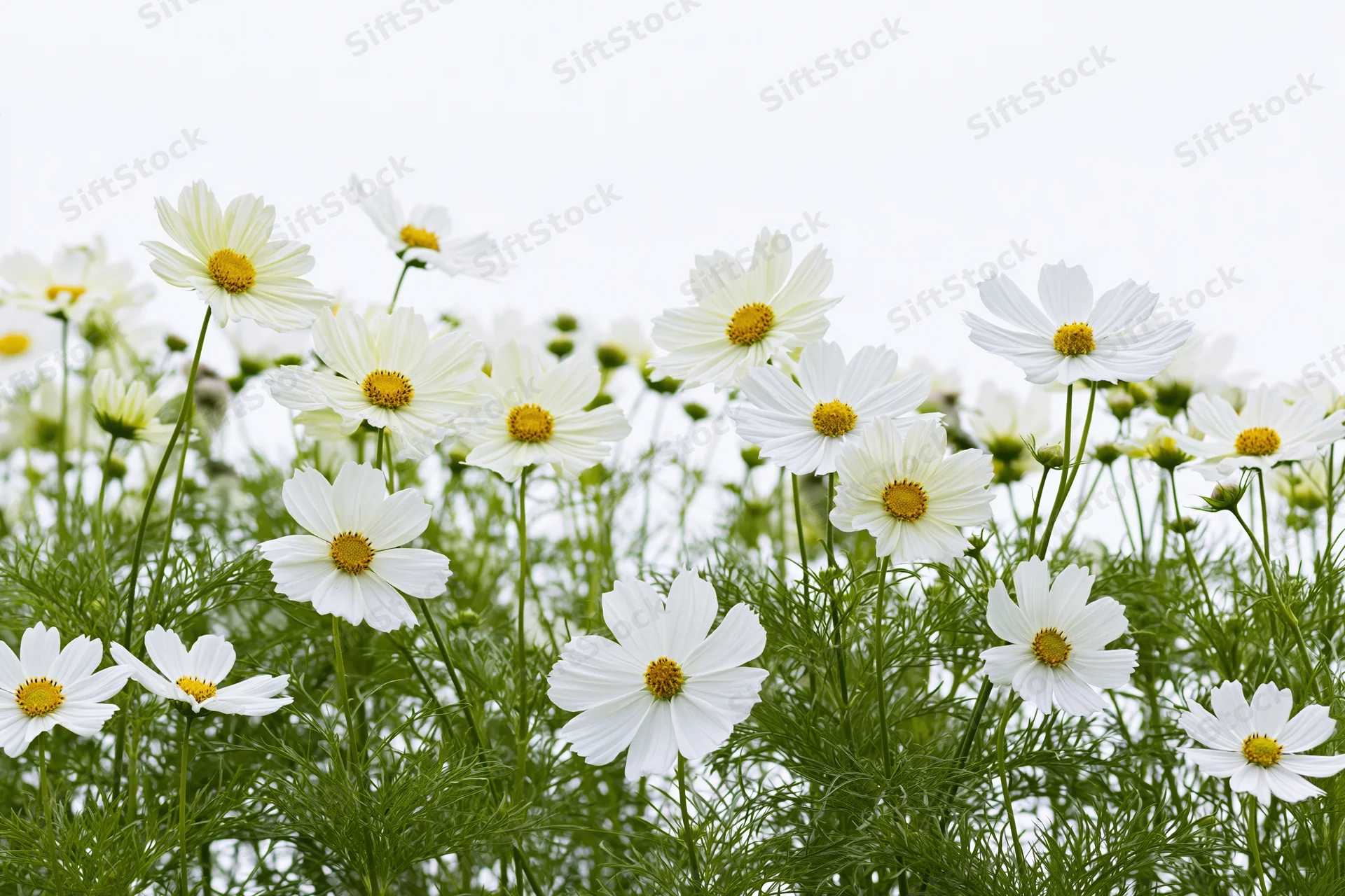 Dense row of white cosmos flowers with yellow centers growing in a garden field