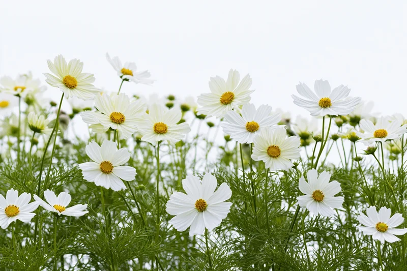 Dense row of white cosmos flowers with yellow centers growing in a garden field