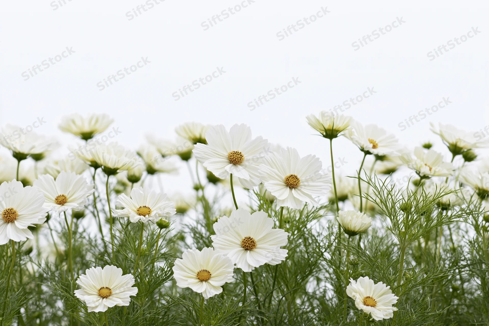 White cosmos flowers blooming in a dense row with green stems and foliage against a bright sky