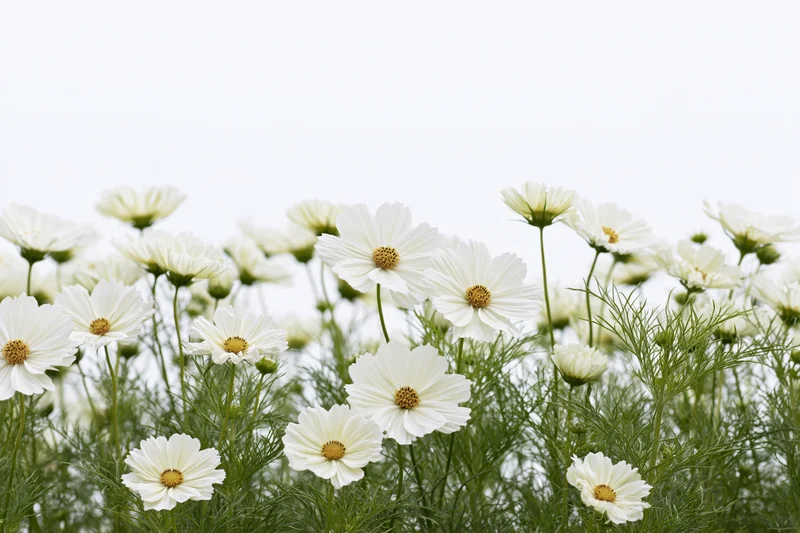 White cosmos flowers blooming in a dense row with green stems and foliage against a bright sky