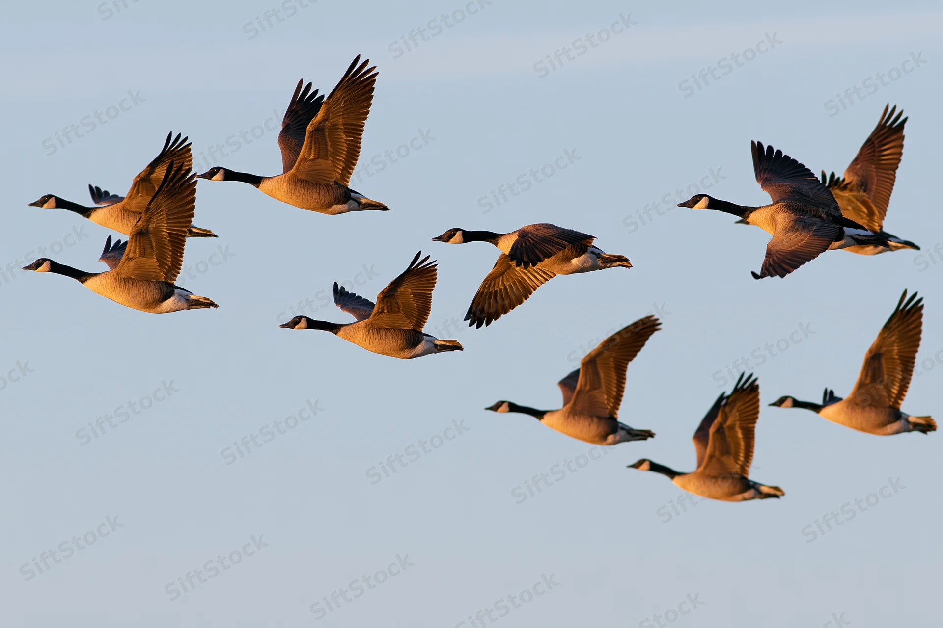 Canada geese flying in loose v-formation against clear sky