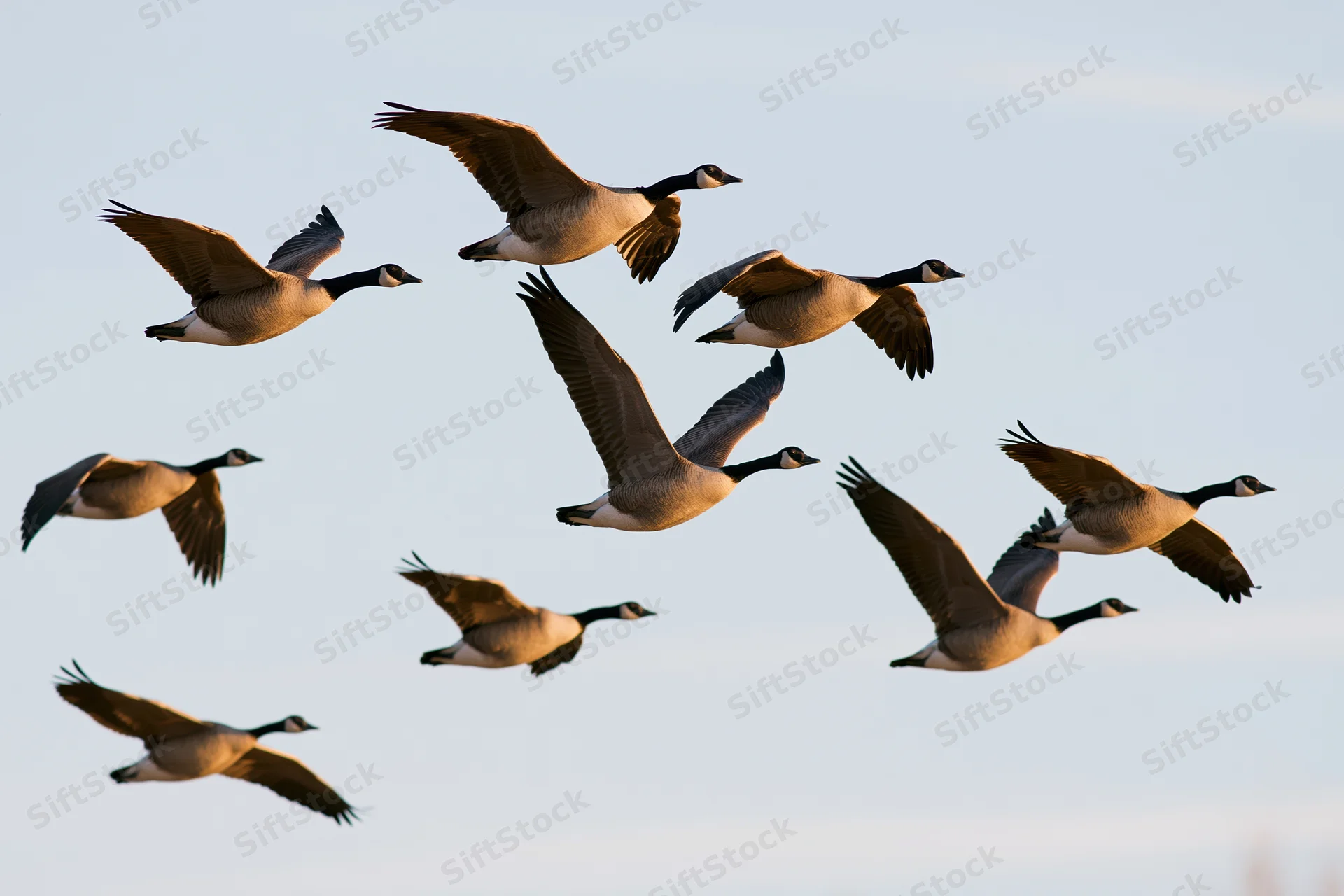 Canada geese flying in loose v-formation against pale sky