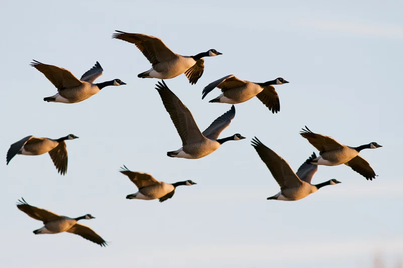 Canada geese flying in loose v-formation against pale sky