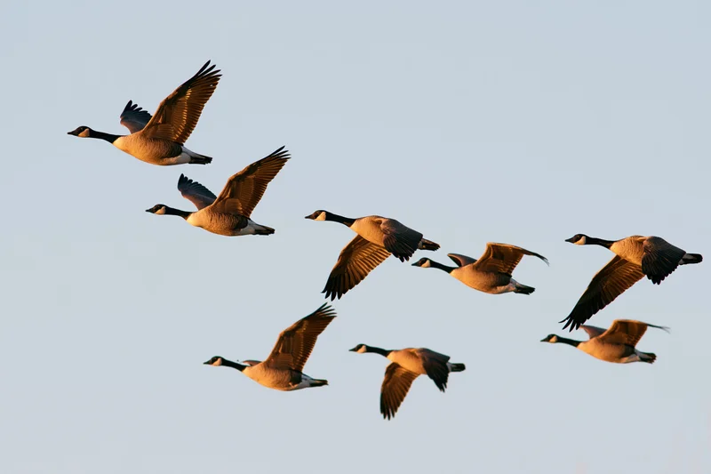Canada geese flying in loose v-formation against clear sky