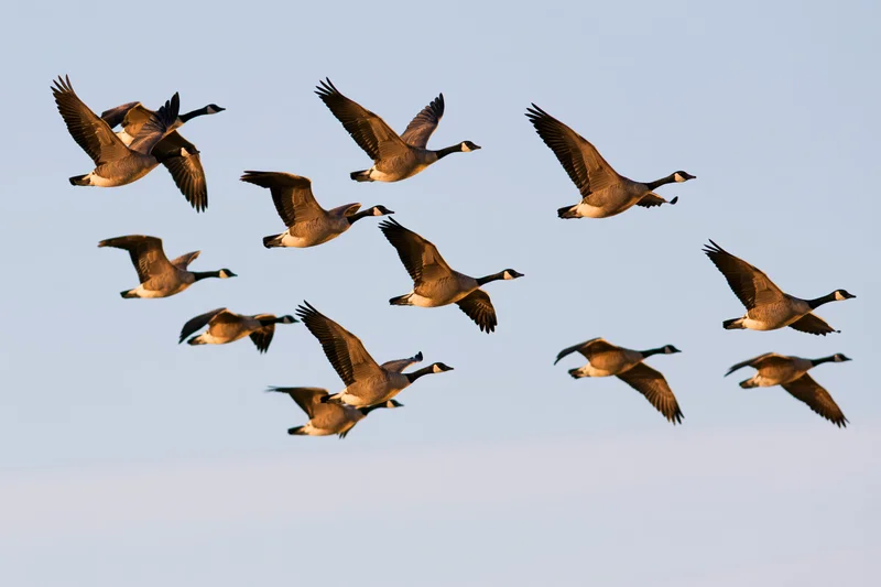 Canada geese flying in loose v-formation against clear blue sky