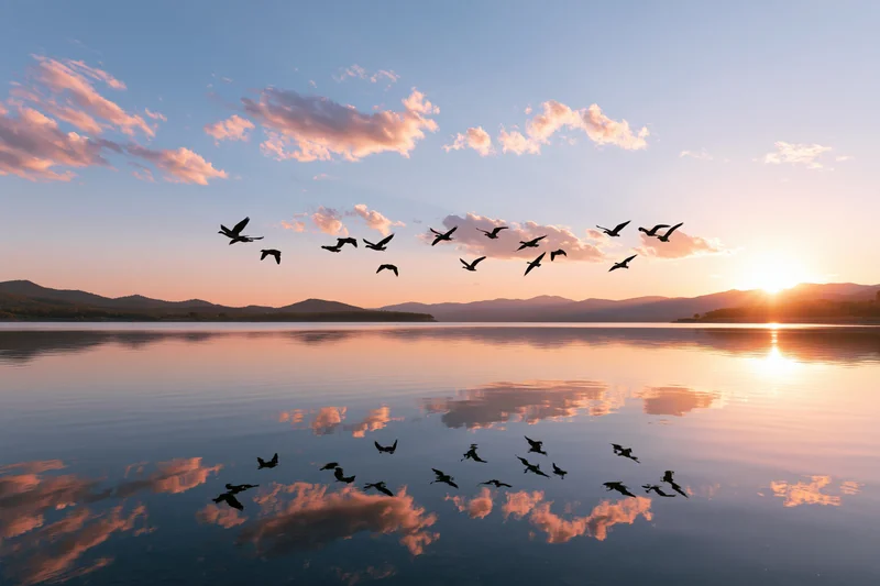 Flock of birds in flight over calm lake at sunset with mountain horizon and sky reflection
