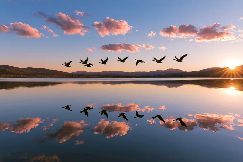 Flock of birds flying in formation over calm lake at sunset with mountain backdrop and cloud reflections in water