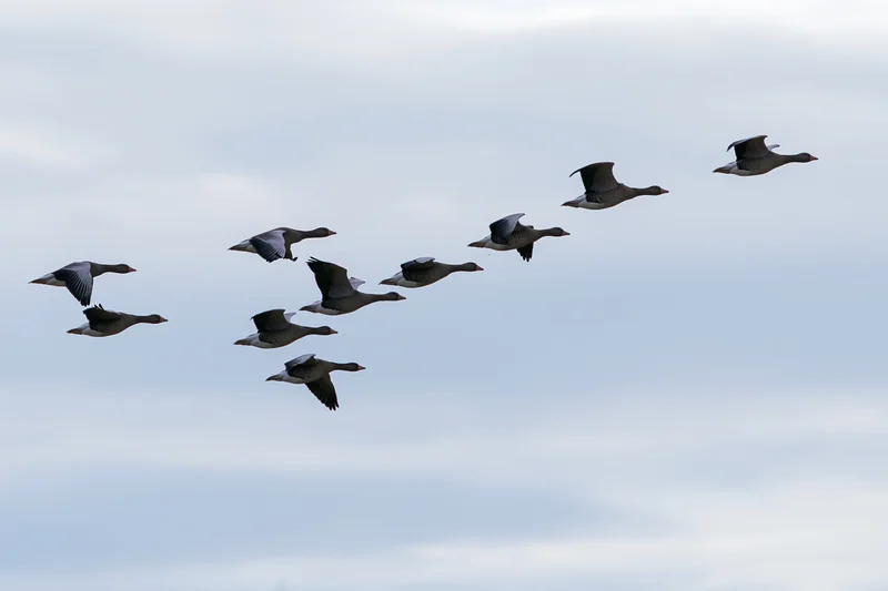 Greylag geese flying in loose v-formation against overcast sky