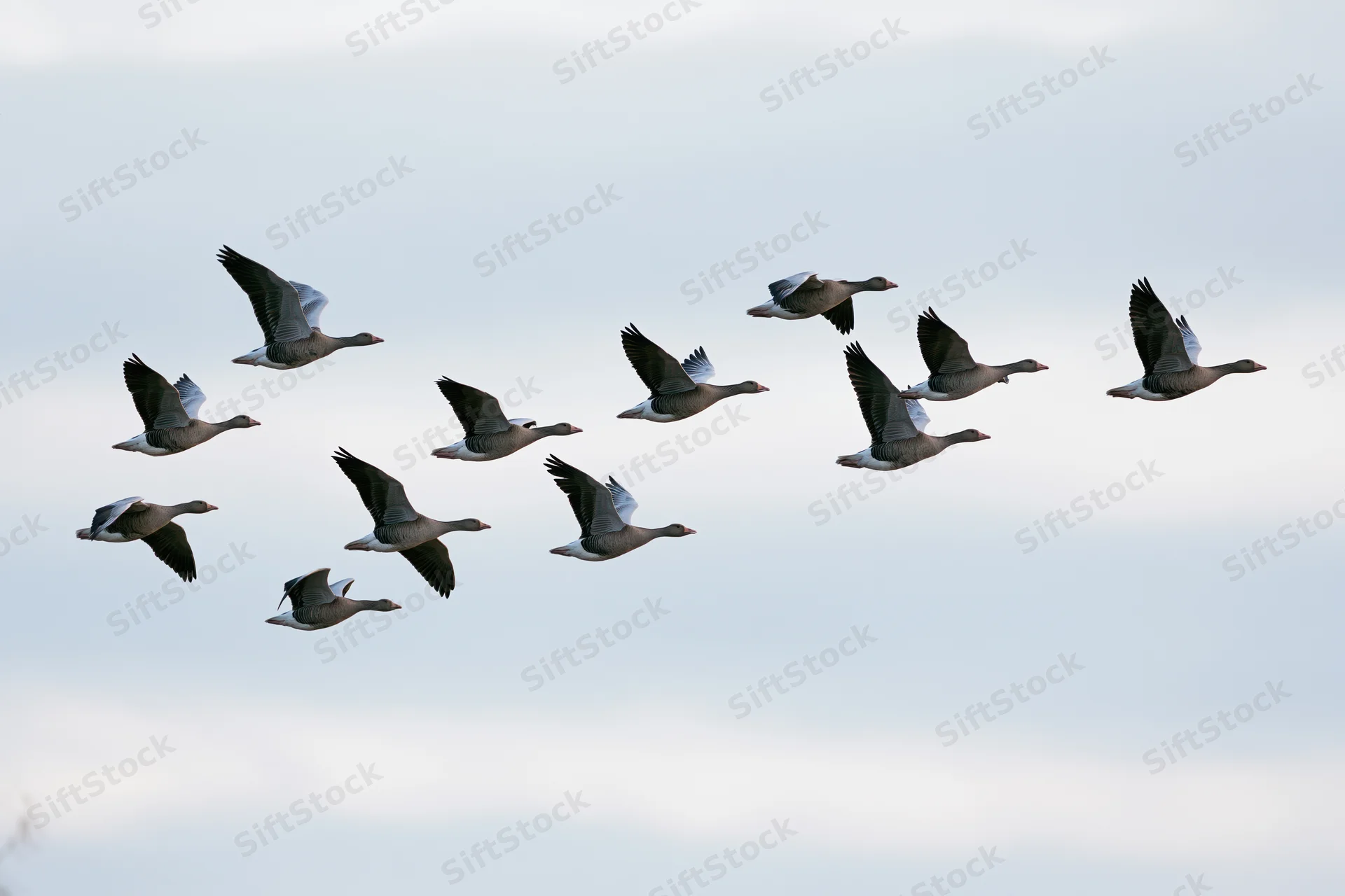 Flock of greylag geese flying in loose v-formation against overcast sky