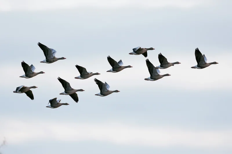 Flock of greylag geese flying in loose v-formation against overcast sky