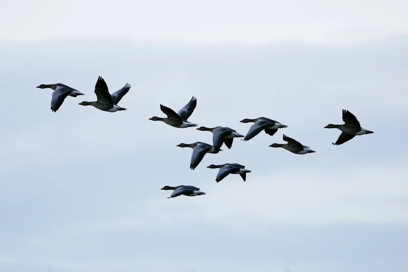 Flock of greylag geese flying in loose v-formation against overcast sky