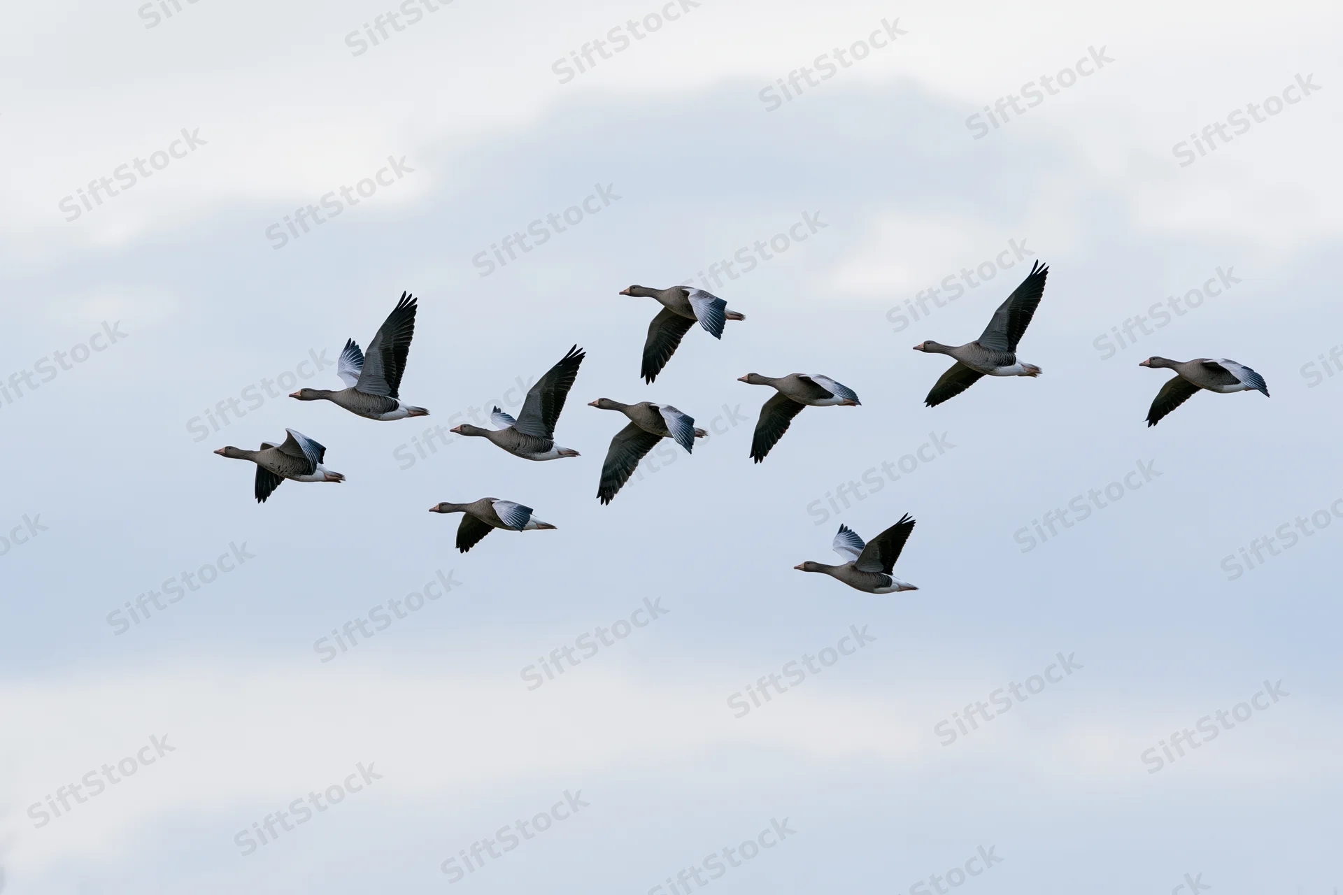 Flock of greylag geese flying in loose v-formation against overcast sky