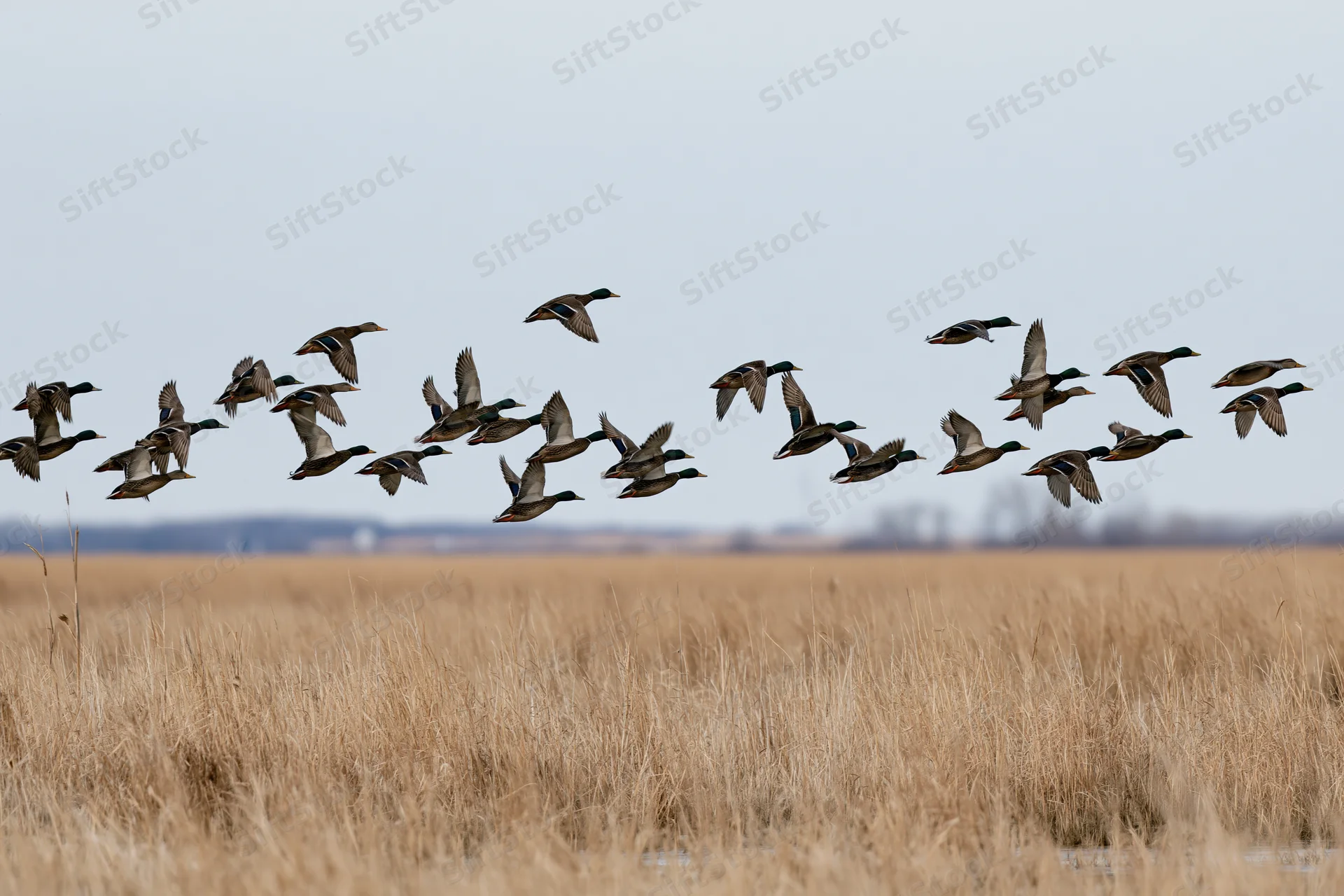 Flock of mallard ducks in flight low over a dry grassy field