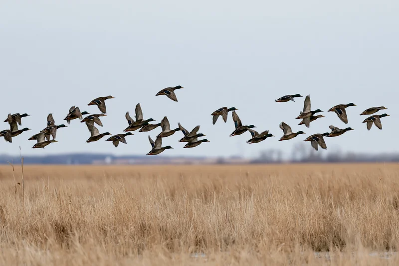 Flock of mallard ducks in flight low over a dry grassy field